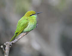 Image of Asian Green Bee-eater