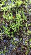 Image of calliergon moss