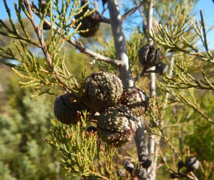 Слика од Callitris verrucosa (A. Cunn. ex Endl.) F. Muell.