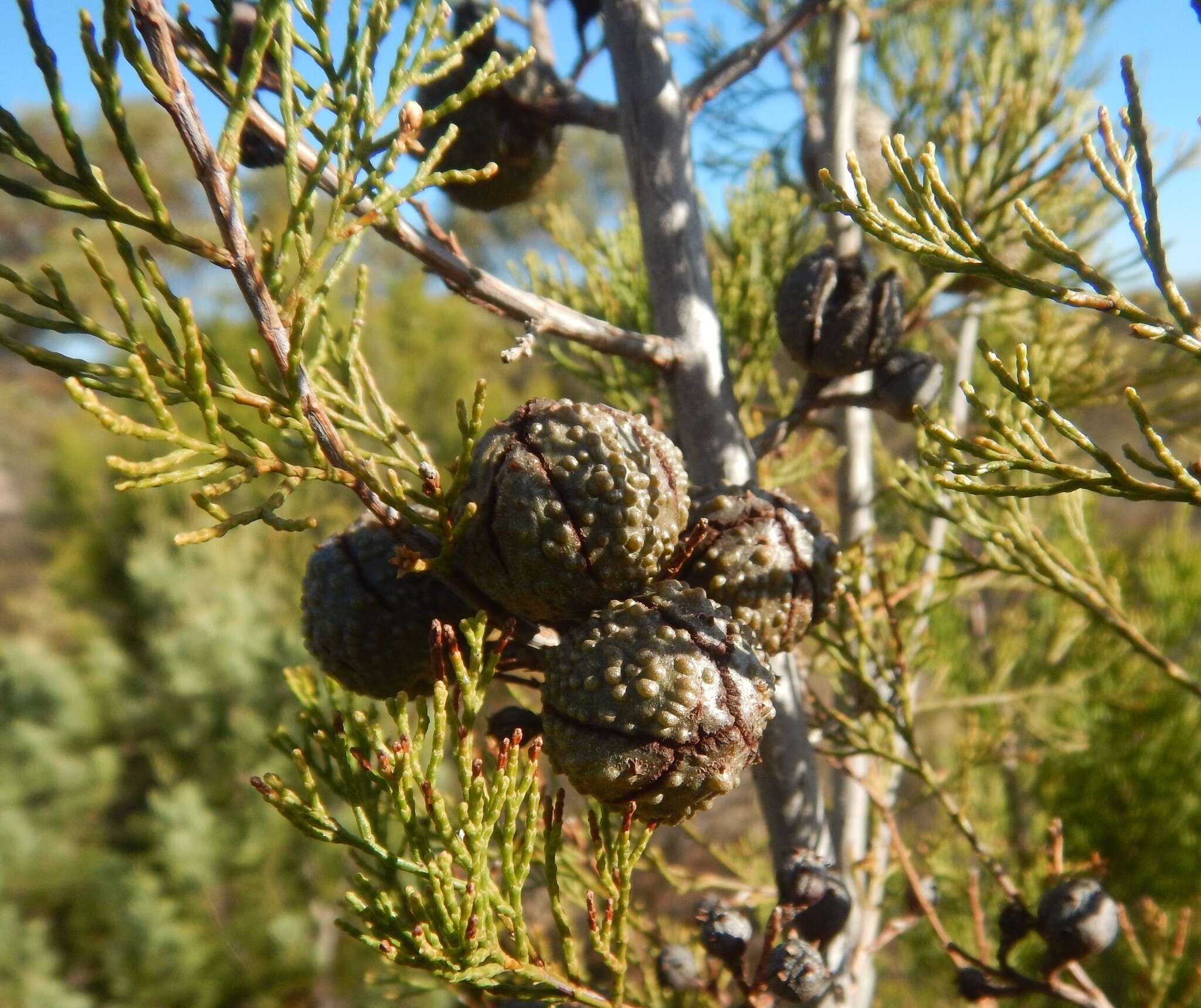 Plancia ëd Callitris verrucosa (A. Cunn. ex Endl.) F. Muell.