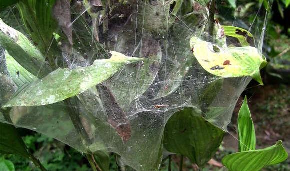 Image of South American social spider