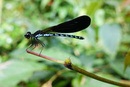 Image of Rhinocypha tincta Rambur 1842