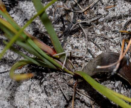 Image of Aristea glauca Klatt