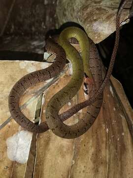 صورة Rhabdophis nigrocinctus (Blyth 1856)