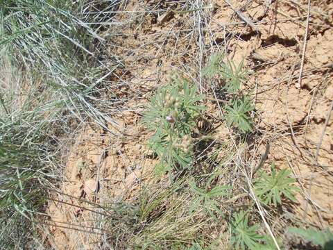 Imagem de Geranium linearilobum DC. ex Lam. & DC.