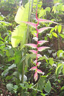 Image of Heliconia chartacea Lane ex Barreiros