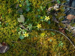 Image of Harvey's Buttercup