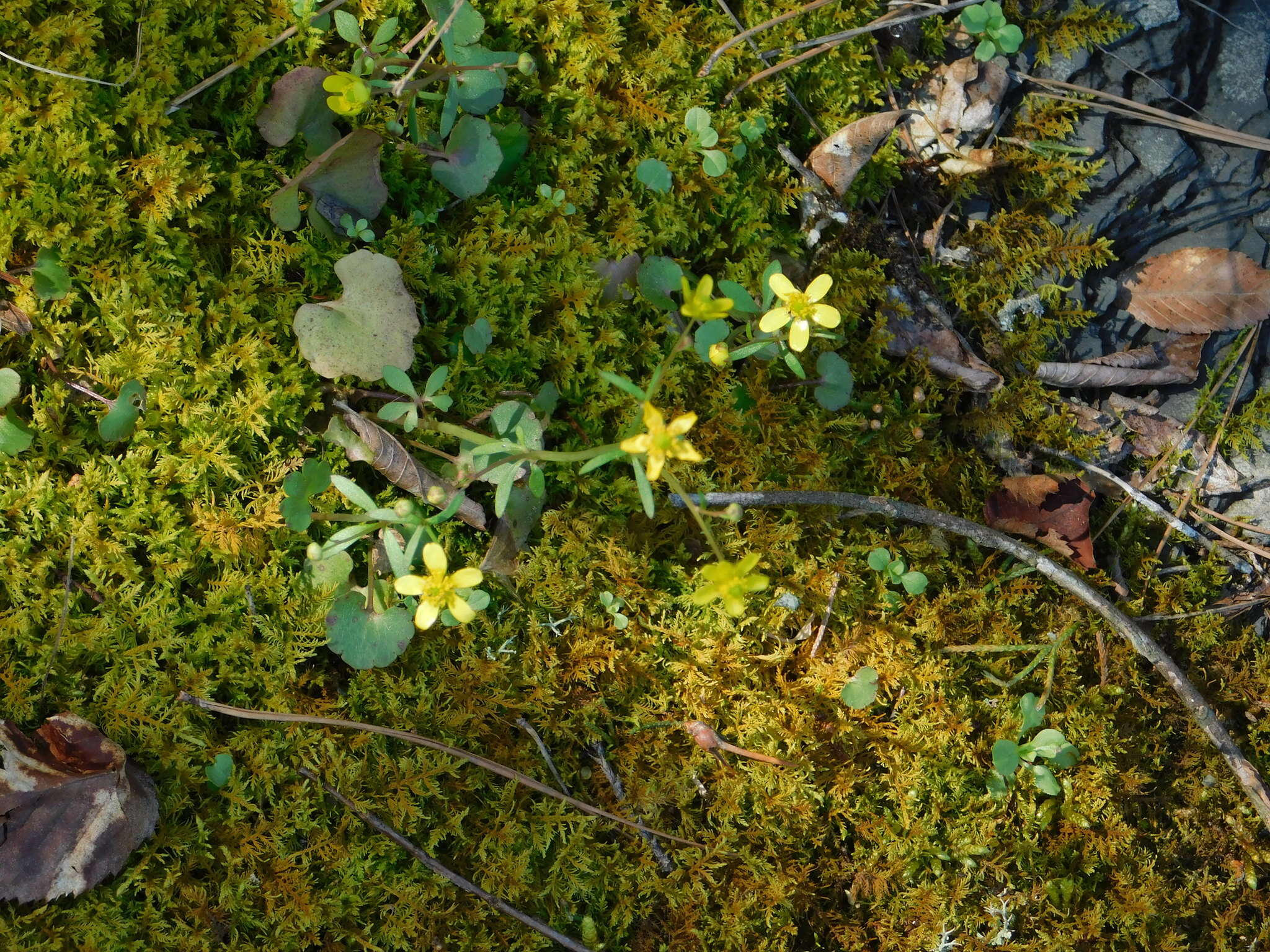 Ranunculus harveyi (A. Gray) Greene的圖片