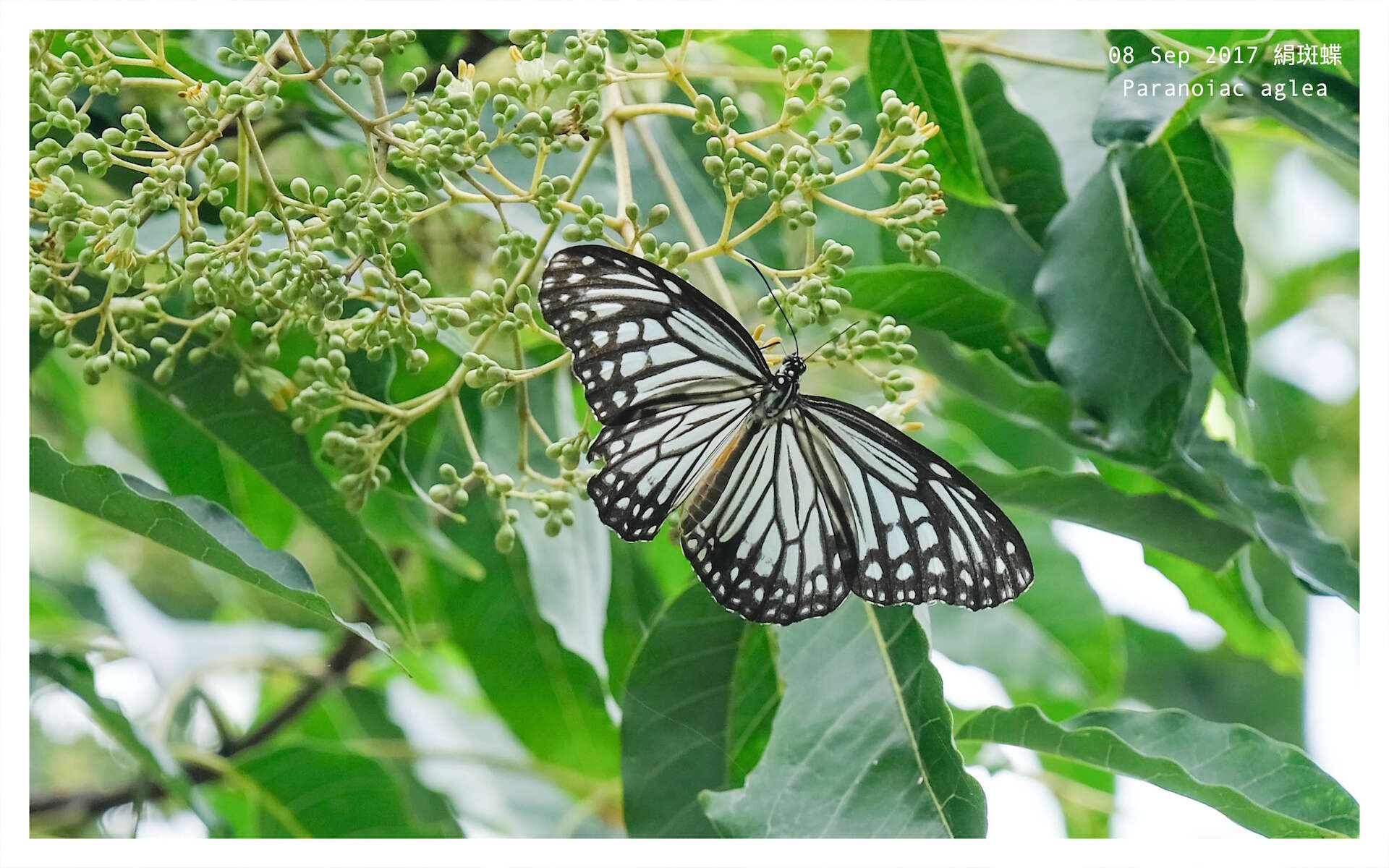 Image of Parantica aglea melanoides