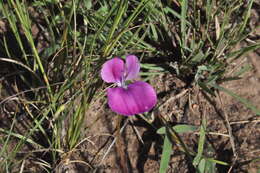 Image de Vigna angivensis Baker