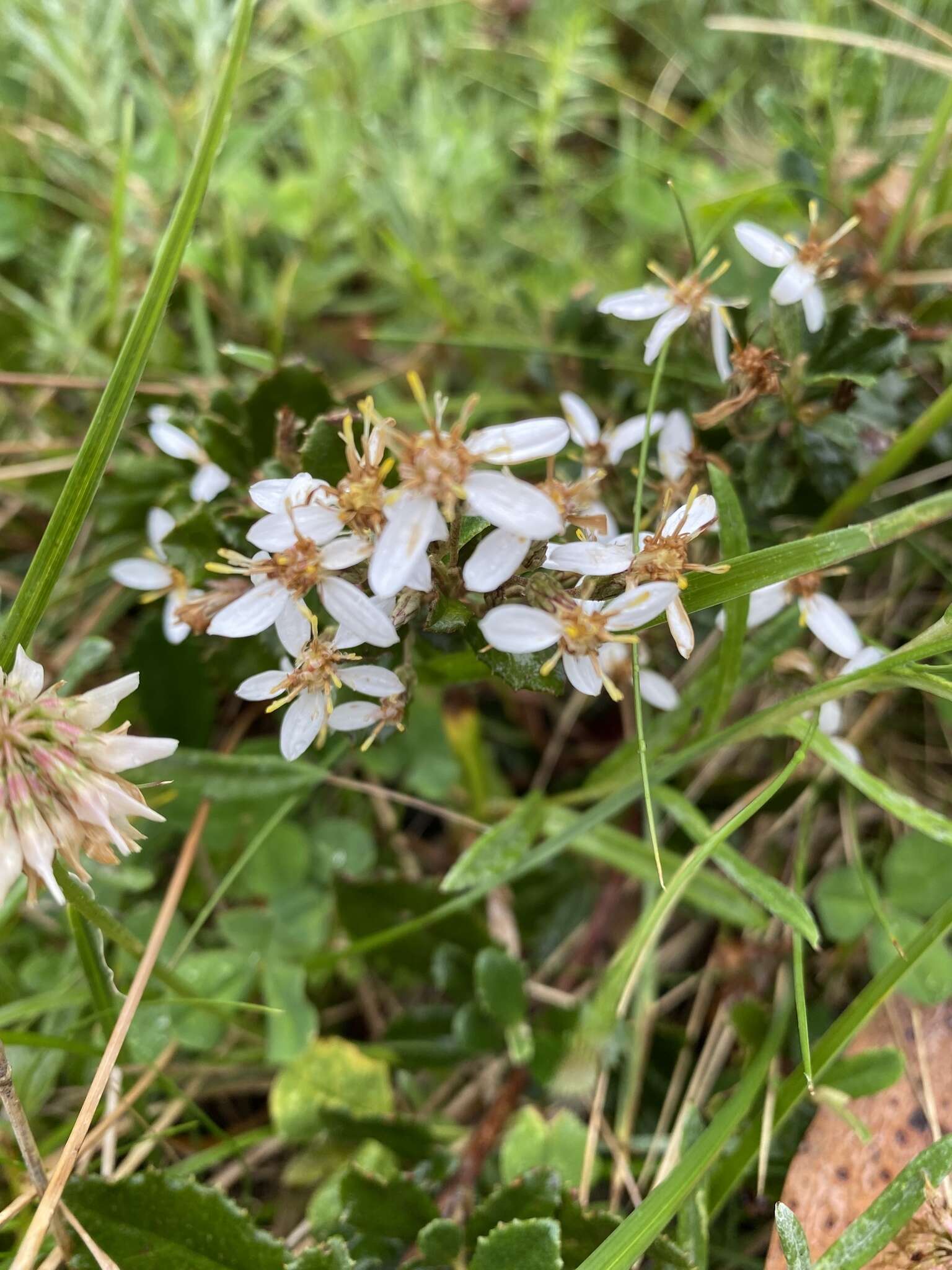 Image of Olearia myrsinoides (Labill.) F. Müll.