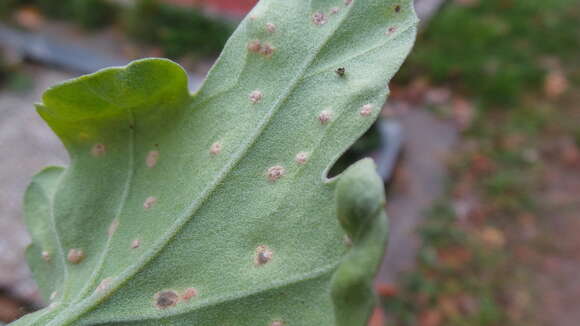 Sivun Puccinia horiana Henn. 1901 kuva