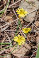 Image of Ixeris chinensis subsp. versicolor (Fisch. ex Link) Kitam.