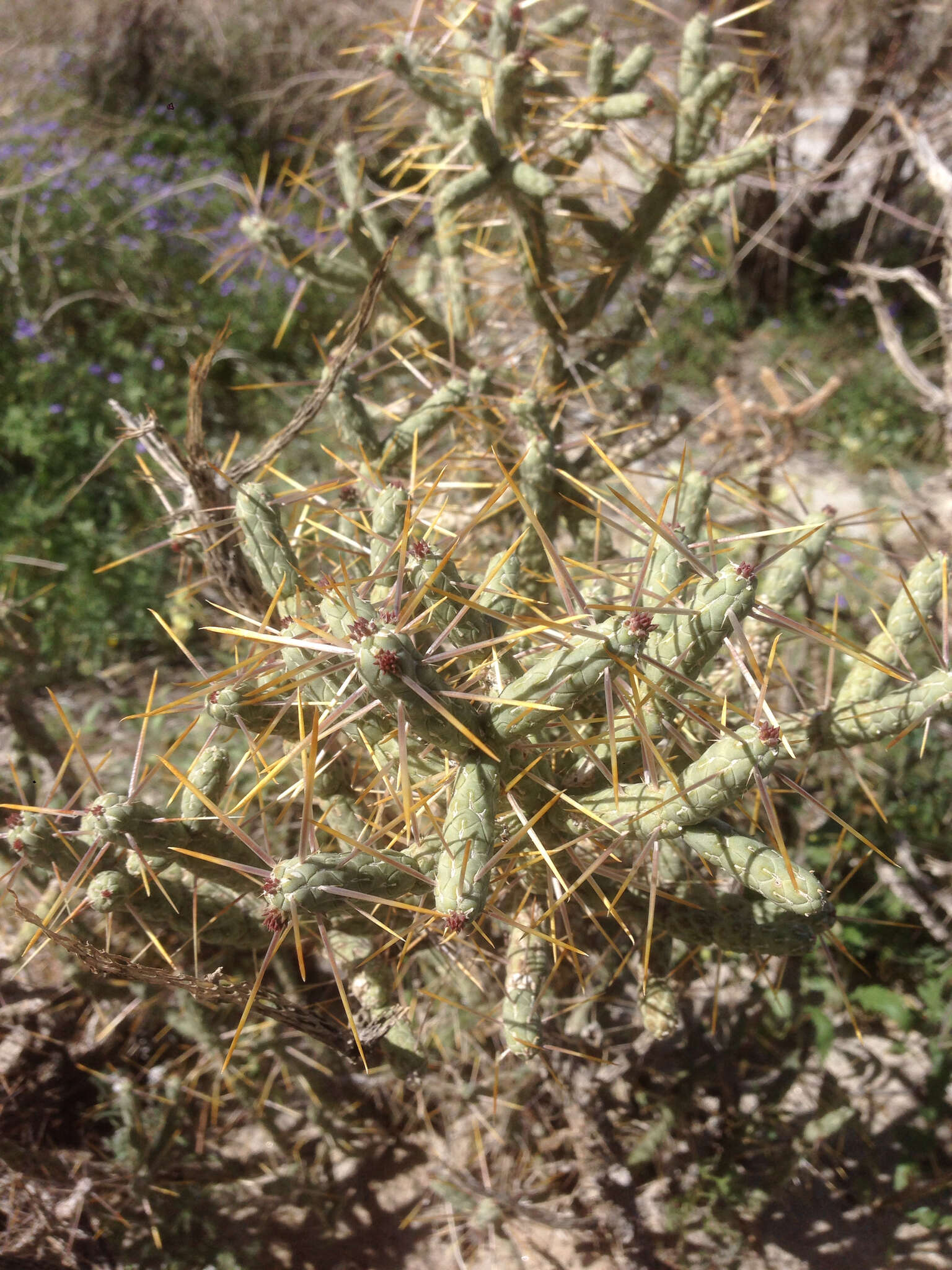 Imagem de Cylindropuntia ramosissima (Engelm.) F. M. Knuth