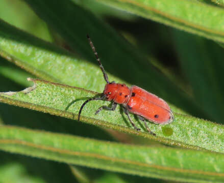 Image of Tetraopes quinquemaculatus Haldeman 1847