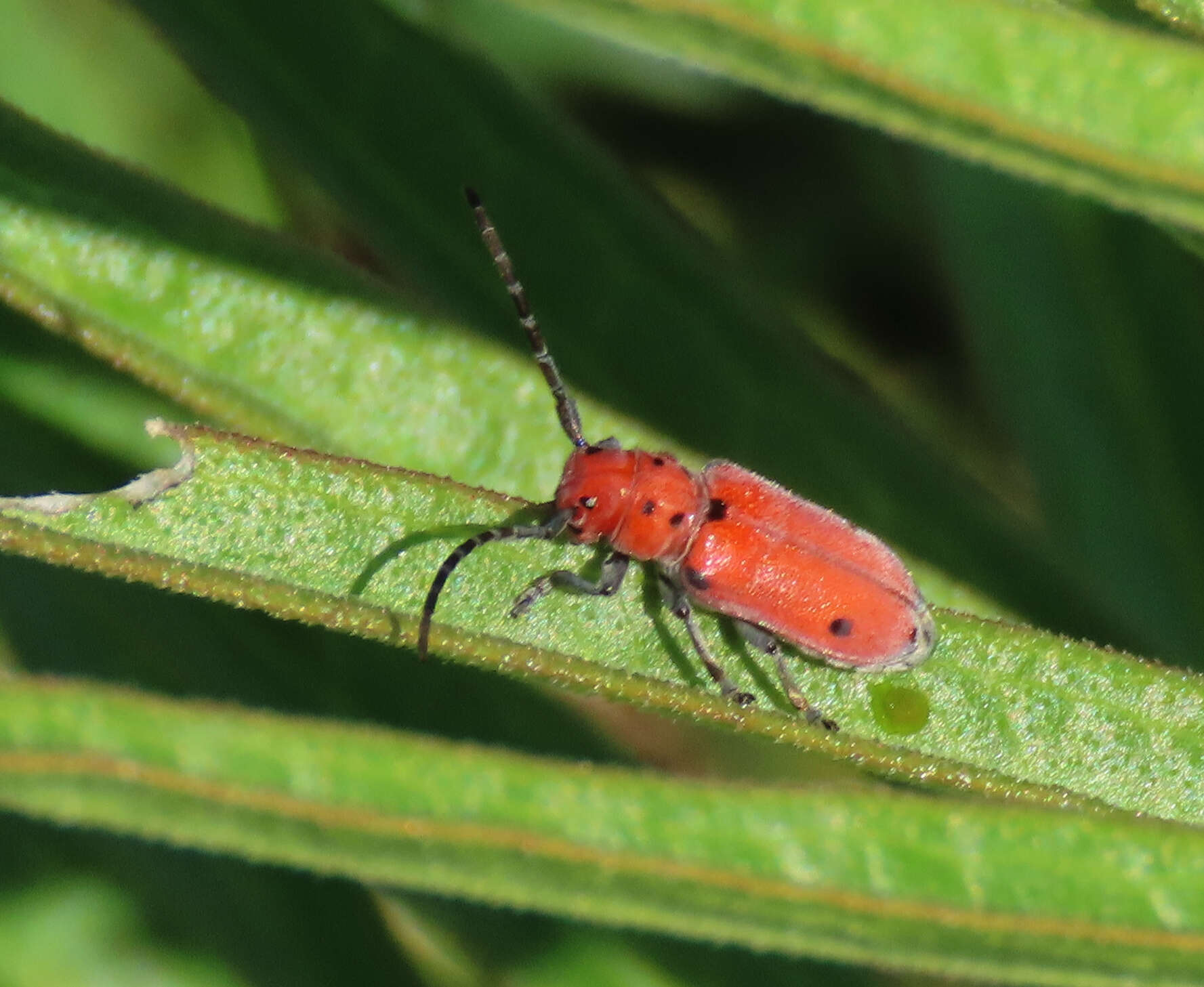 Sivun Tetraopes quinquemaculatus Haldeman 1847 kuva