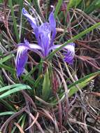 Image of bowltube iris