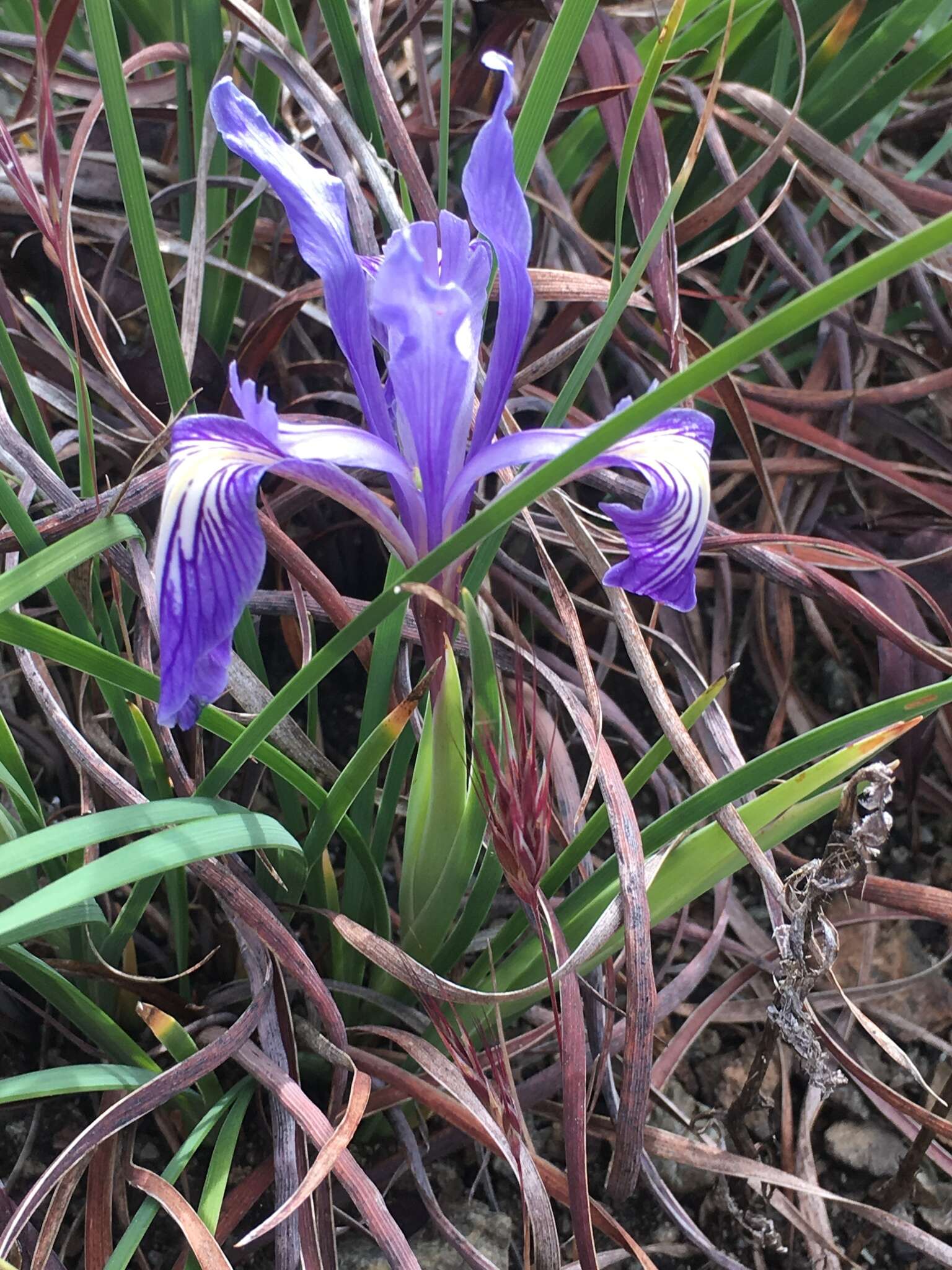 Image of bowltube iris