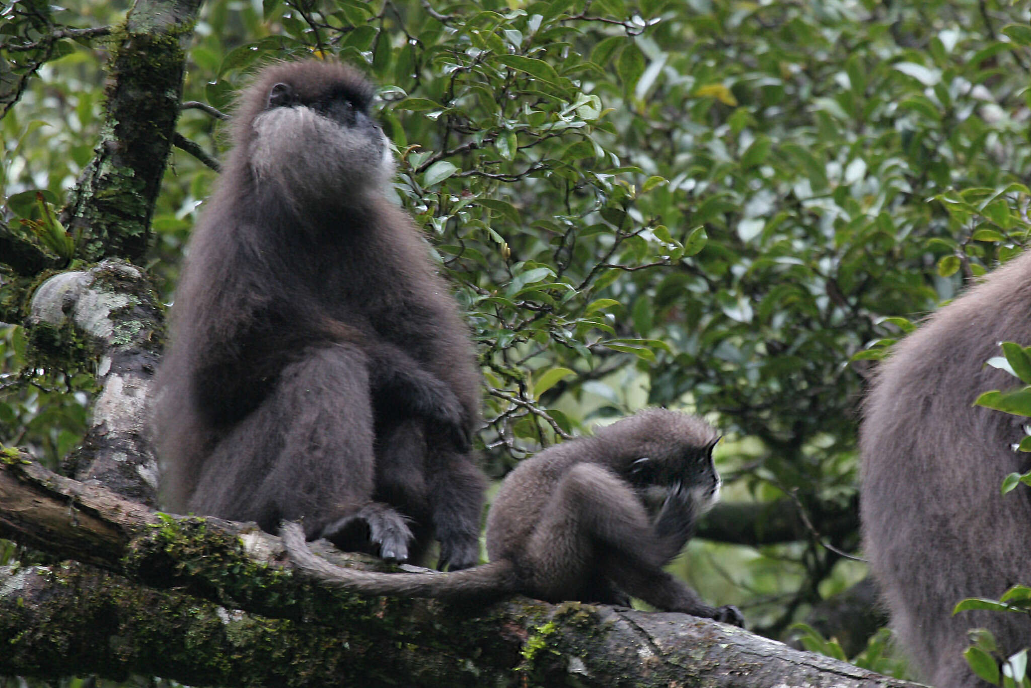 صورة Semnopithecus vetulus monticola (Kelaart 1850)