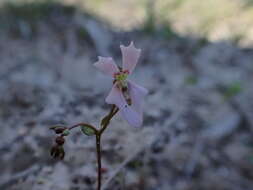 Image de Stylidium calcaratum R. Br.