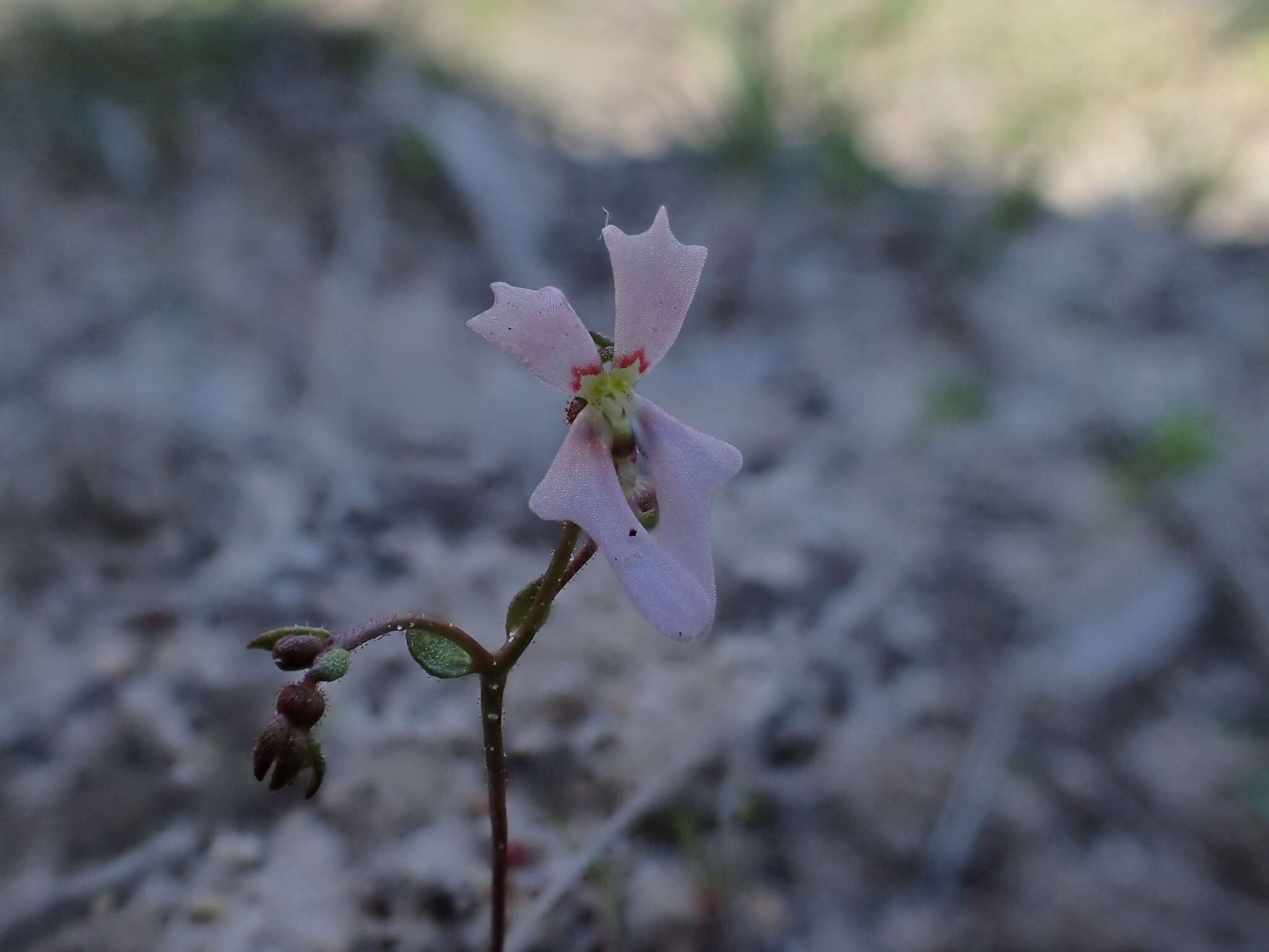 Image de Stylidium calcaratum R. Br.