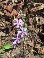 Imagem de Phlox bifida subsp. stellaria (A. Gray) Wherry