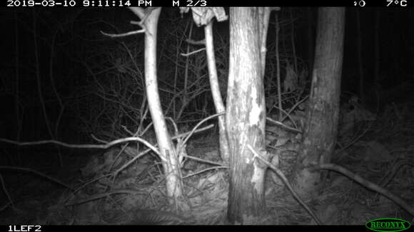 Image of Allegheny Spotted Skunk