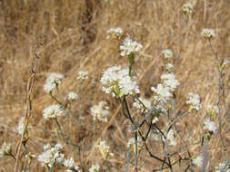 Imagem de Eriogonum nudum var. psychicola Reveal