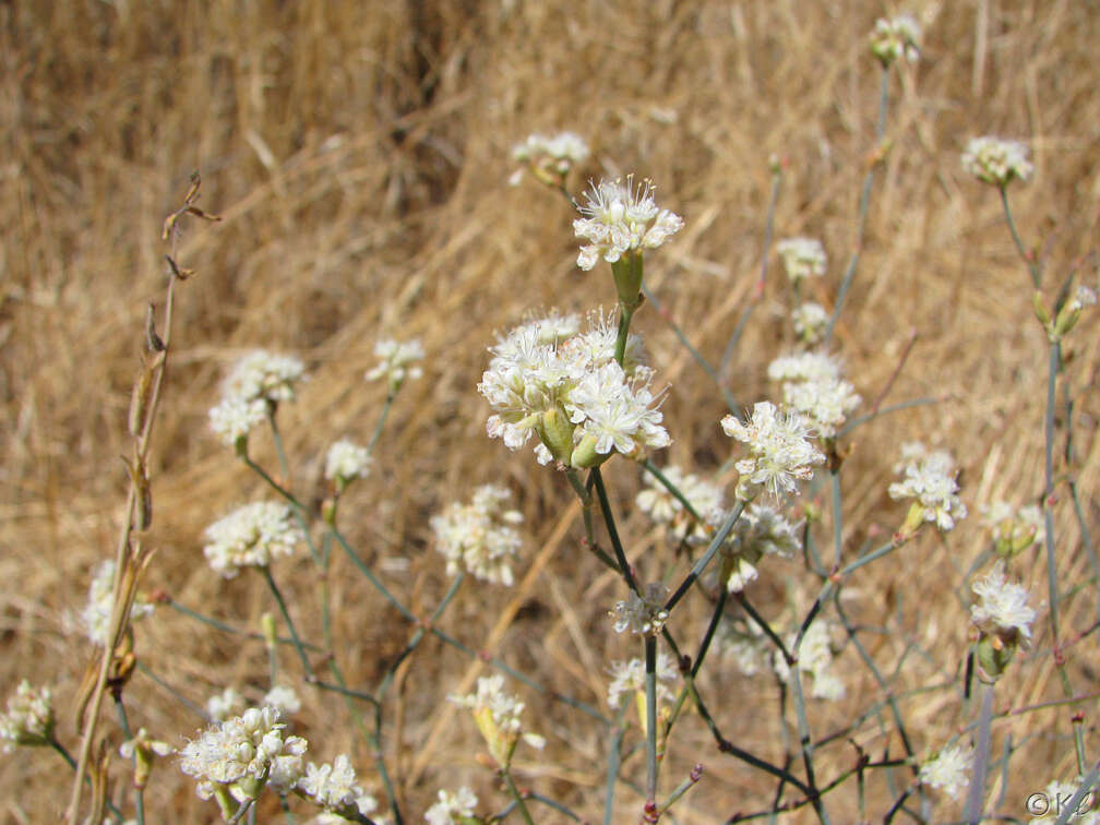 Imagem de Eriogonum nudum var. psychicola Reveal