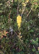 Image of downy goldenrod