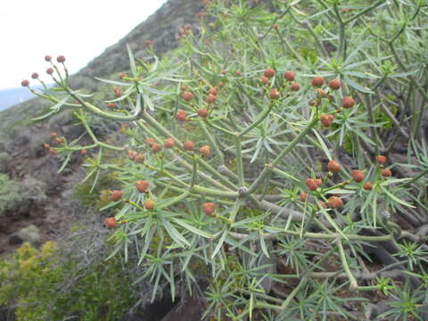 Image of Euphorbia lamarckii Sweet