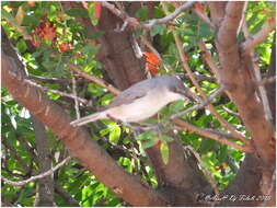 Image of Western Orphean Warbler