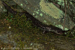 Image de Plethodon aureolus Highton 1984