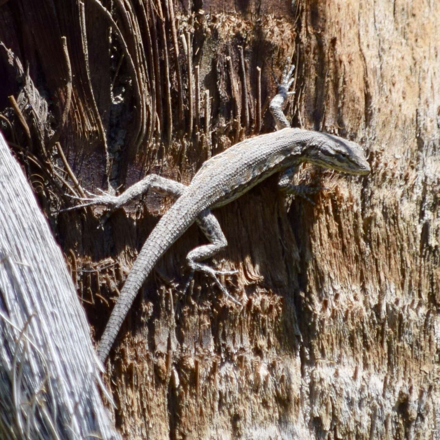 Image of Brush Lizard