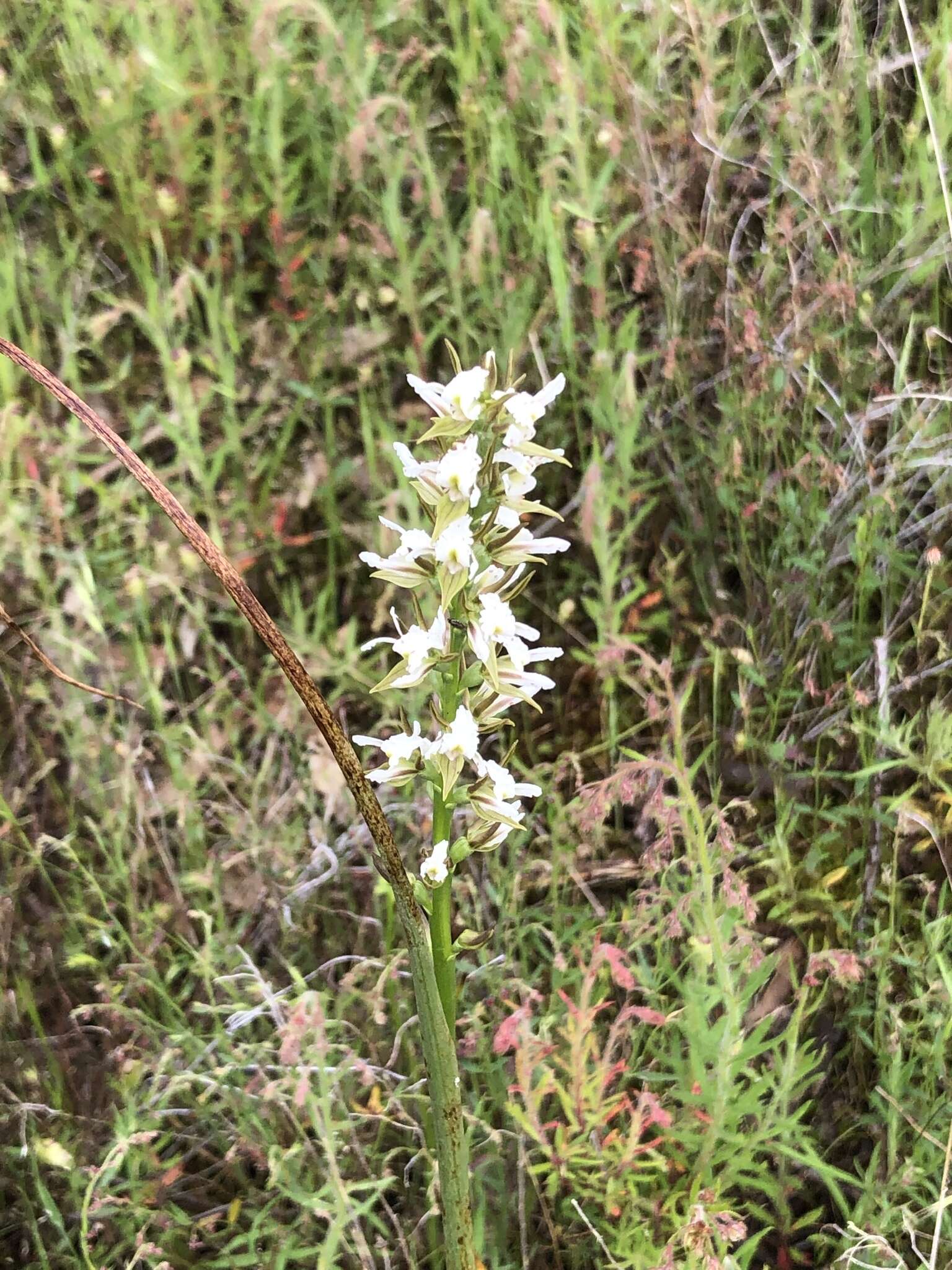 Image of Fragrant leek orchid