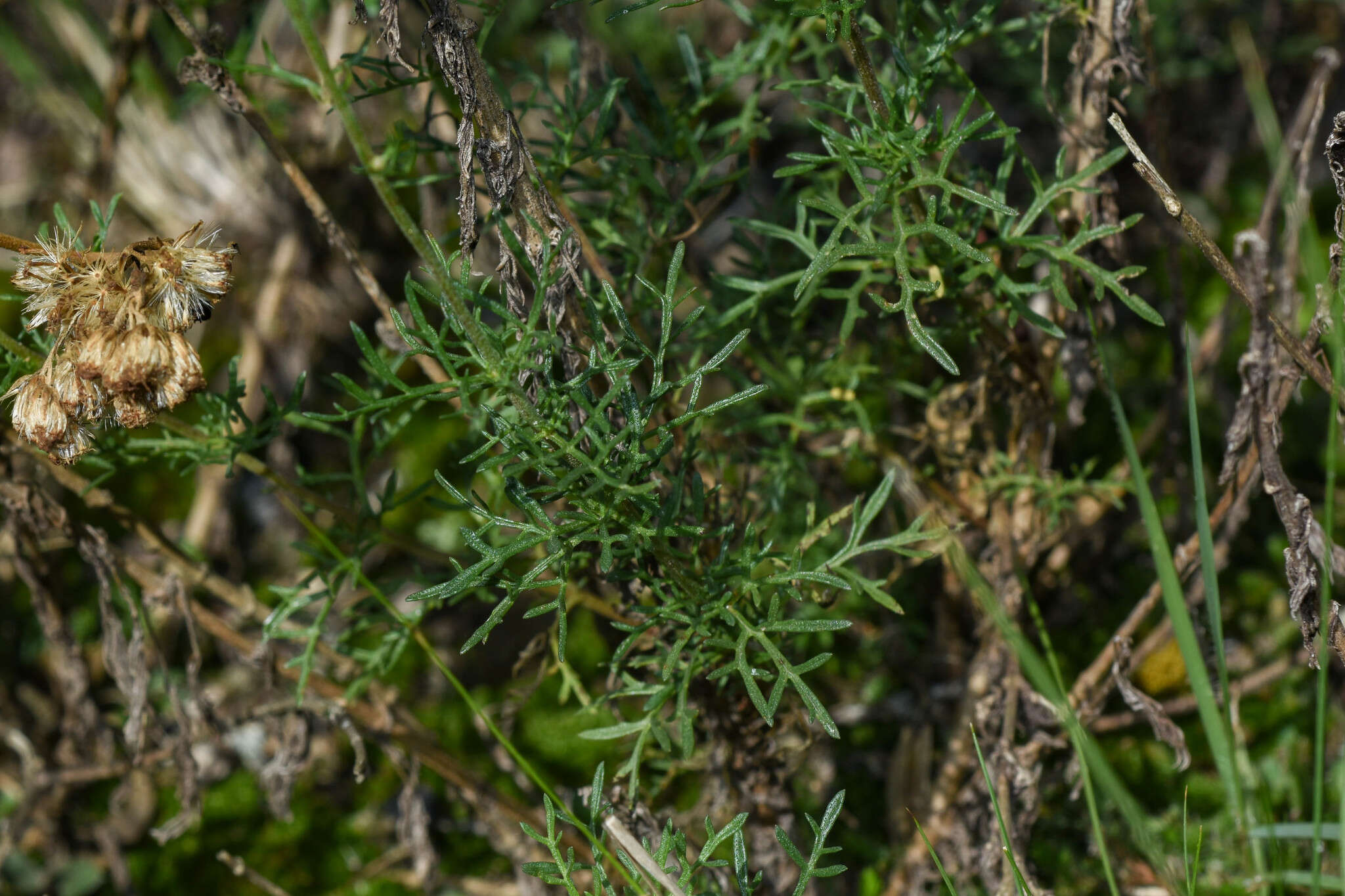 Image of Gyptis pinnatifida Cass.