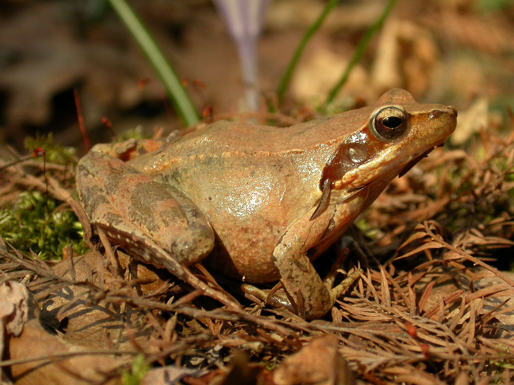 Image of Italian Agile Frog