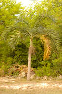 Image of Florida cherry palm