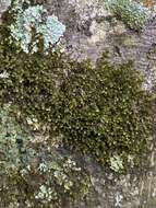 Image of Frullania inflata Gottsche