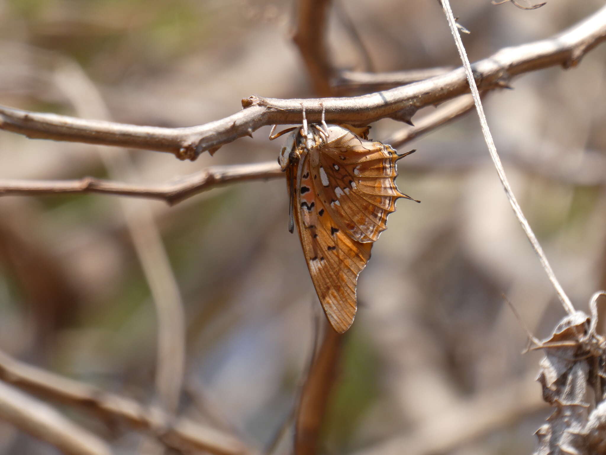 Image of Charaxes jahlusa Trimen 1862