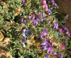 Sivun Astragalus sesquiflorus S. Wats. kuva