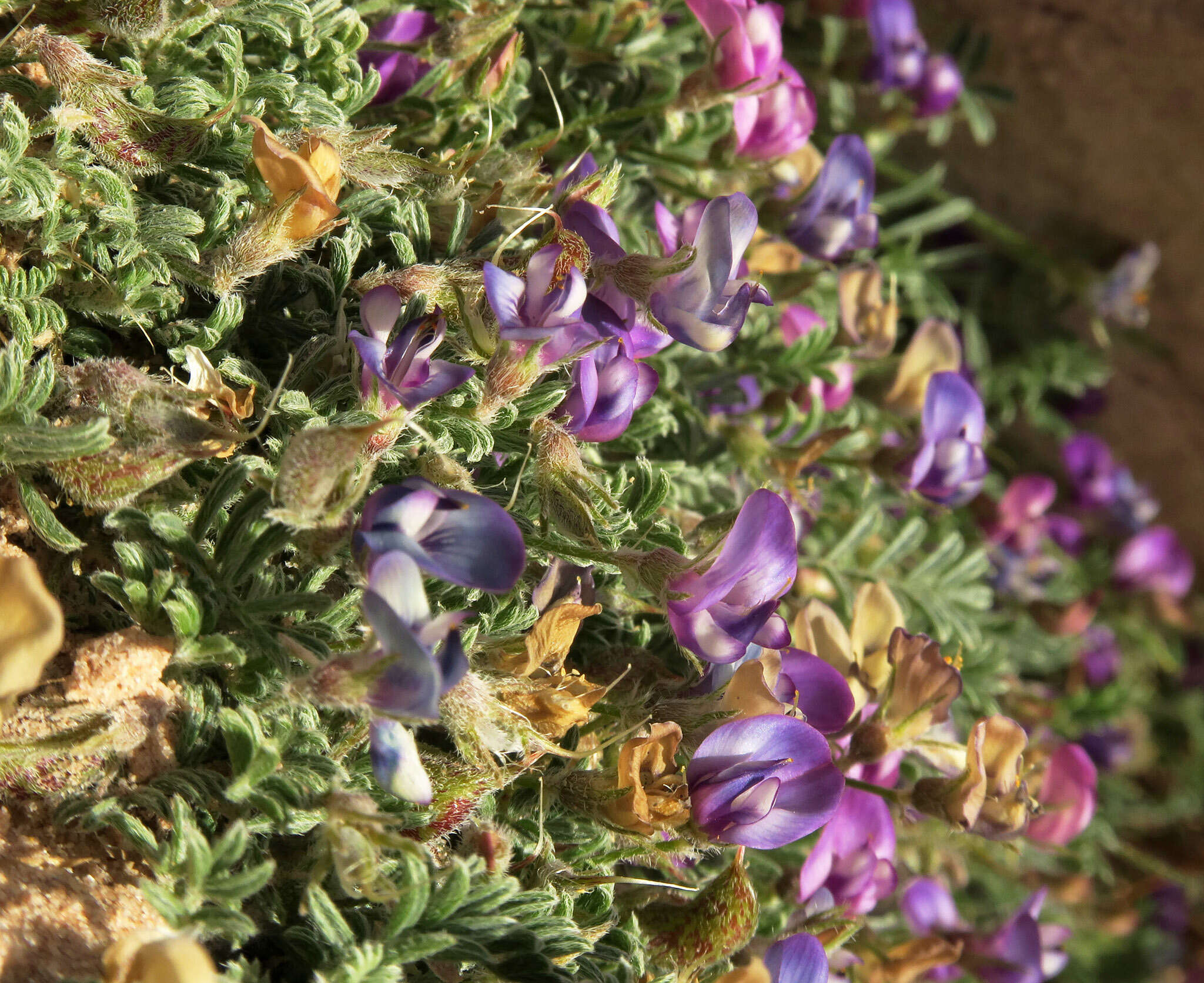 Imagem de Astragalus sesquiflorus S. Wats.