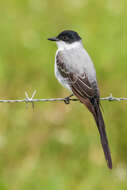 Image of Tyrannus savana monachus Hartlaub 1844