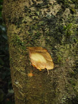 Image of Daphniphyllum glaucescens Bl.