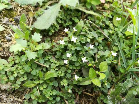 Plancia ëd Oldenlandia ovata S. Watson