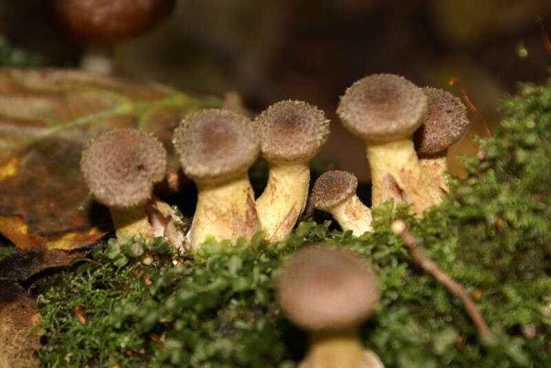 Image of Armillaria cepistipes Velen. 1920