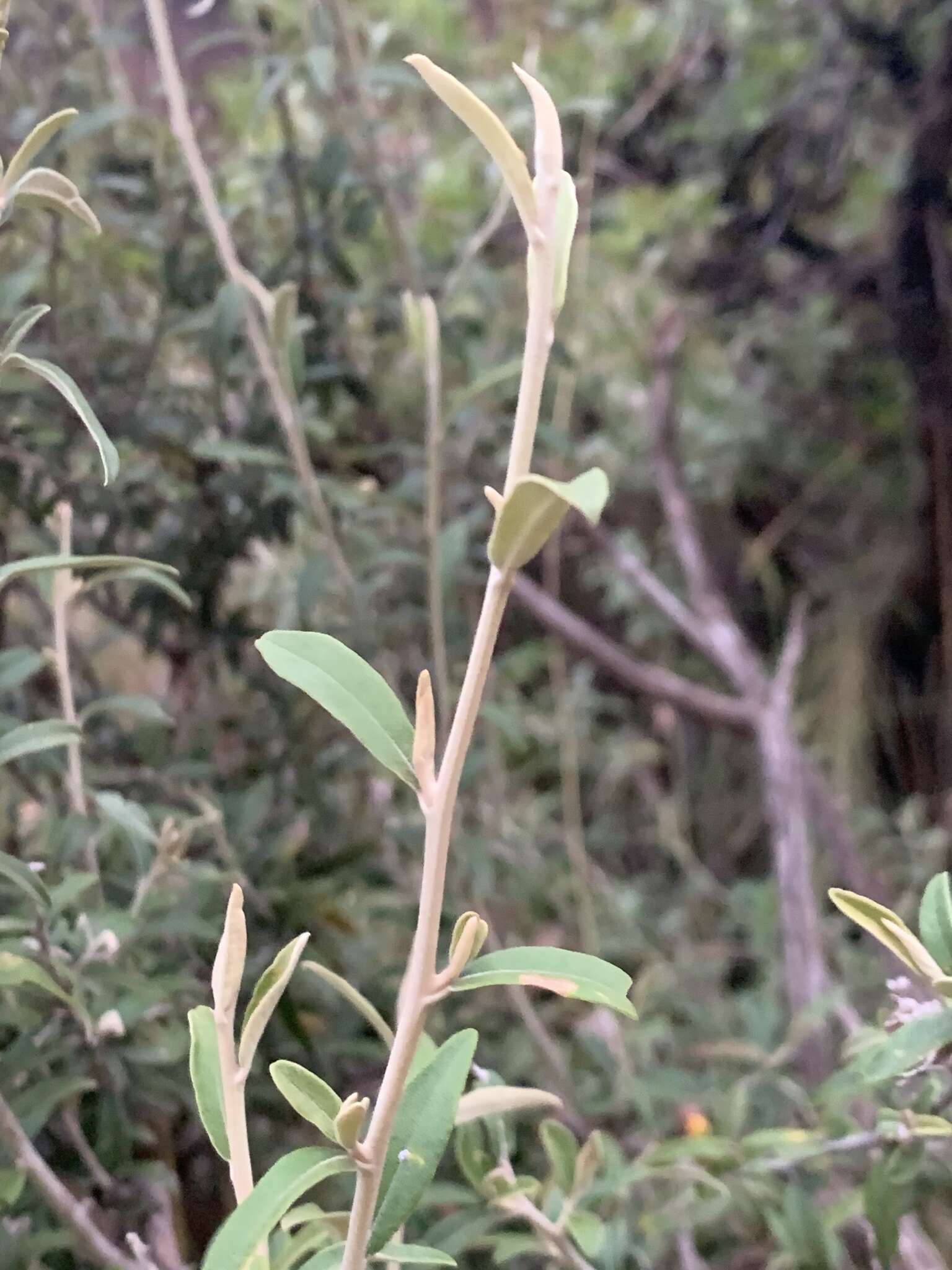 Image of Tarchonanthus minor Less.