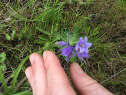 Image of Hispanic hyacinthoides