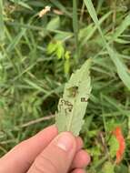 Image of Stigmella intermedia (Braun 1917) Wilkinson et al. 1979