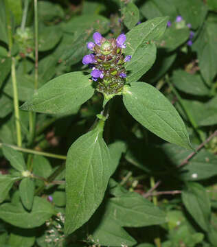 Image of common selfheal